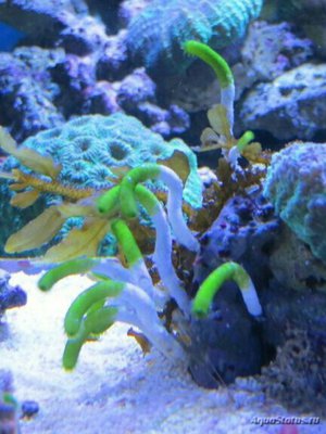 Фото Морская водоросль Neomeris annulata (photo#138277)