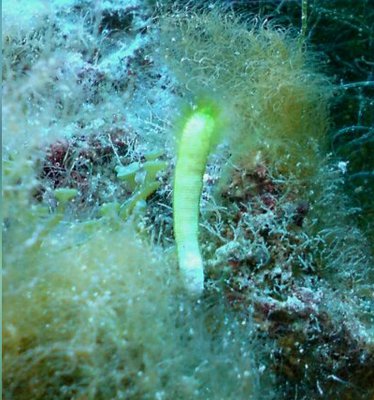 Фото Морская зелёная водо­­росль Неомерис сп.​ 01 Neomeris sp.01  (photo#138300)