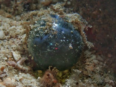 Морская водоросль Ventricaria ventricosa
