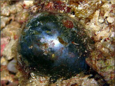 Морская водоросль Ventricaria ventricosa
