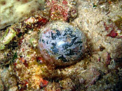 Морская водоросль Ventricaria ventricosa