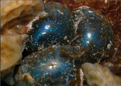 Морская водоросль Ventricaria ventricosa