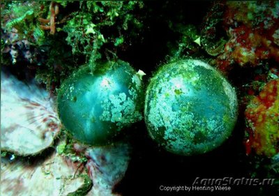 Морская водоросль Ventricaria ventricosa