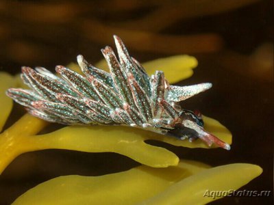  Слизняк морской Аплизиопсис энтероморфный ( Aplysiopsis enteromorphae )