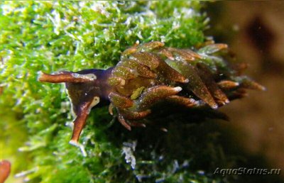  Слизняк морской Аплизиопсис энтероморфный ( Aplysiopsis enteromorphae )