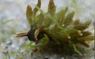  Слизняк морской Аплизиопсис энтероморфный ( Aplysiopsis enteromorphae )