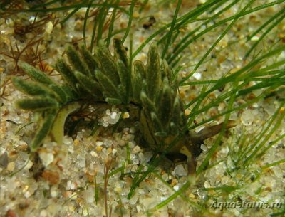  Слизняк морской Аплизиопсис энтероморфный ( Aplysiopsis enteromorphae )
