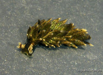  Слизняк морской Аплизиопсис энтероморфный ( Aplysiopsis enteromorphae )