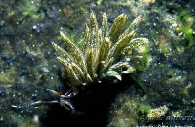 Слизняк морской Аплисиопсис формоза ( Aplysiopsis formosa )