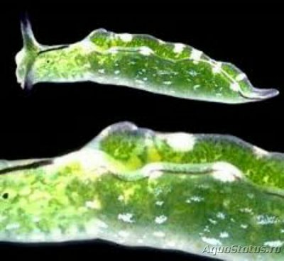 Элизия австралийская ( Elysia australis )