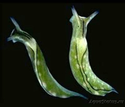 Элизия австралийская ( Elysia australis )