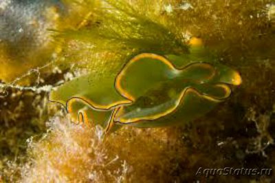 Элизия австралийская ( Elysia australis )