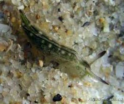Элизия австралийская ( Elysia australis )