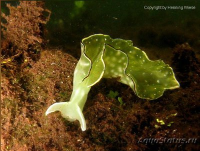 Элизия орната (Elysia ornata)