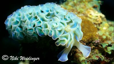   Слизень морской Элизия хрустящая , или Цветная капуста ( Elysia crispata )