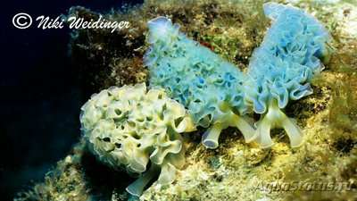   Слизень морской Элизия хрустящая , или Цветная капуста ( Elysia crispata )