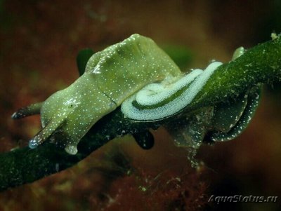 Слизняк морской , или Зеленая бархатная улитка ( Elysia viridis )