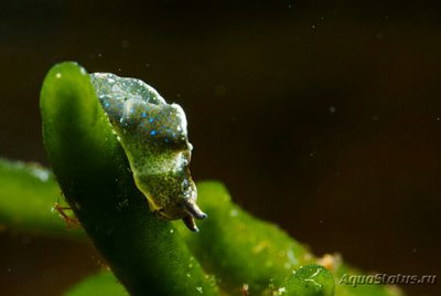 Слизняк морской , или Зеленая бархатная улитка ( Elysia viridis )