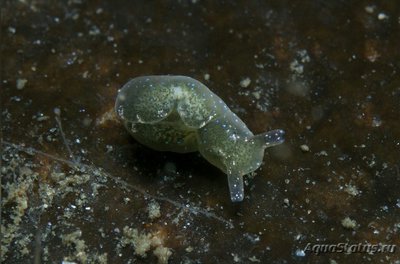Слизняк морской , или Зеленая бархатная улитка ( Elysia viridis )