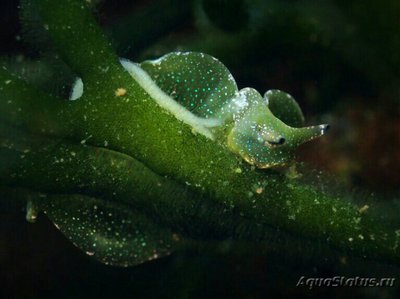 Слизняк морской , или Зеленая бархатная улитка ( Elysia viridis )