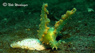  Слизняк морской Лобигер невилли ( Lobiger nevilli )