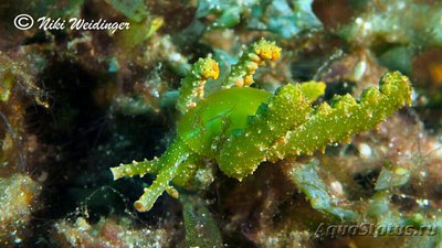  Слизняк морской Лобигер невилли ( Lobiger nevilli )