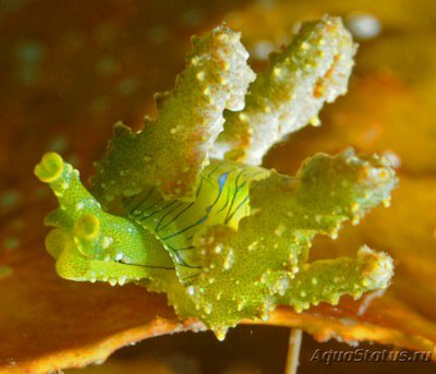 Слизняк морской ( Lobiger viridis )