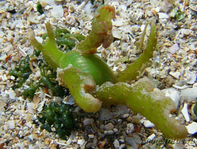 Слизняк морской ( Lobiger viridis )