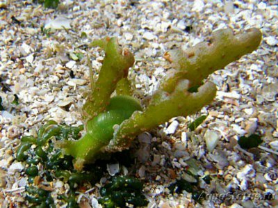 Слизняк морской ( Lobiger viridis )
