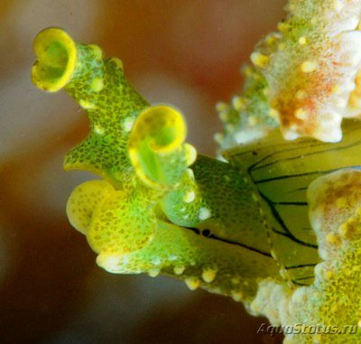 Слизняк морской ( Lobiger viridis )
