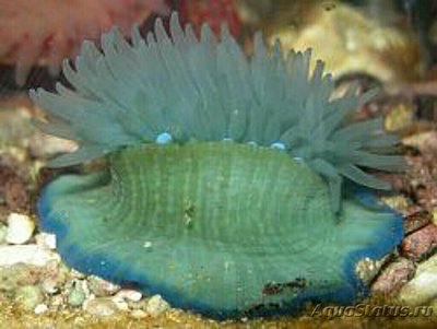 Актиния средиземноморская , или Среднеземноморский  анемон ( Actinia mediterranea )