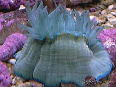 Актиния средиземноморская , или Среднеземноморский  анемон ( Actinia mediterranea )