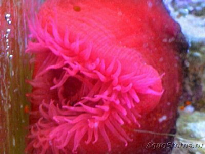 Актиния средиземноморская , или Среднеземноморский  анемон ( Actinia mediterranea )