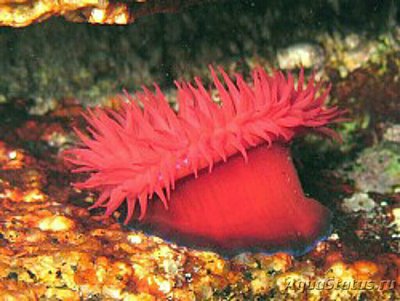 Актиния средиземноморская , или Среднеземноморский  анемон ( Actinia mediterranea )