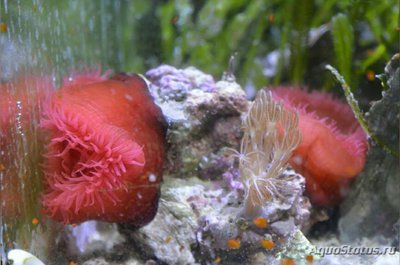 Актиния средиземноморская , или Среднеземноморский  анемон ( Actinia mediterranea )