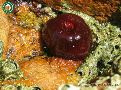 Актиния бермуденская ( Actinia bermudensis Red, Maroon/Sting Anemone )