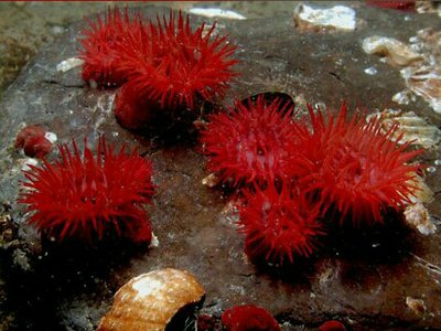 Актиния конская (клубничная) (Actinia equina)