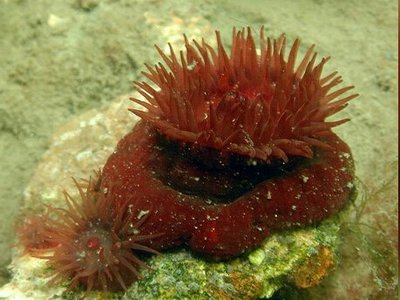 Актиния конская (клубничная) (Actinia equina)