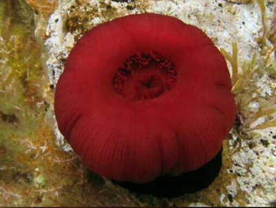 Актиния конская (клубничная) (Actinia equina)