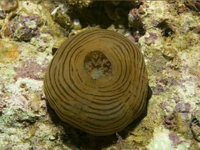 Актиния Кари , или Опоясывающий лишай , или Календула ( Actinia cari )