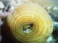 Актиния Кари , или Опоясывающий лишай , или Календула ( Actinia cari )