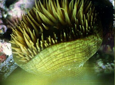 Актиния Кари , или Опоясывающий лишай , или Календула ( Actinia cari )