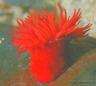 Актиния средиземноморская , или Среднеземноморский  анемон ( Actinia mediterranea )