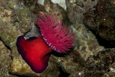 Актиния средиземноморская , или Среднеземноморский  анемон ( Actinia mediterranea )