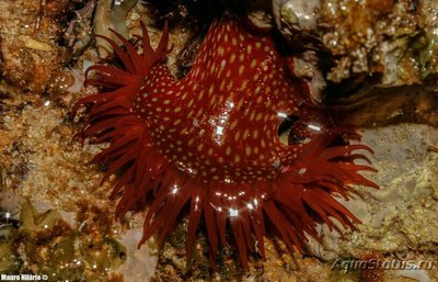 Актиния Фрагацеа , или Конская актиния , или Пурпурная роза ( Actinia fragacea )