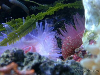 Актиния Фрагацеа , или Конская актиния , или Пурпурная роза ( Actinia fragacea )