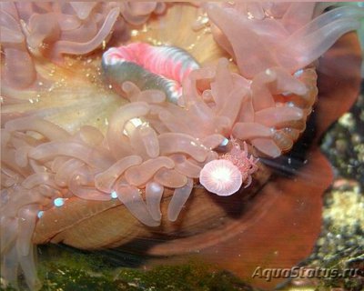Актиния Фрагацеа , или Конская актиния , или Пурпурная роза ( Actinia fragacea )