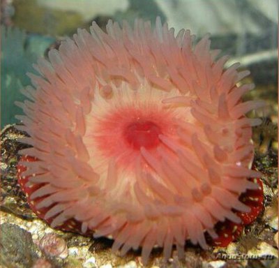 Актиния Фрагацеа , или Конская актиния , или Пурпурная роза ( Actinia fragacea )