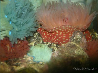 Актиния Фрагацеа , или Конская актиния , или Пурпурная роза ( Actinia fragacea )