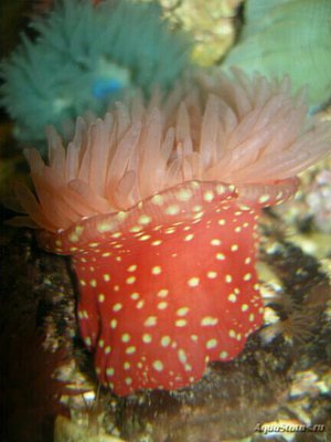 Актиния Фрагацеа , или Конская актиния , или Пурпурная роза ( Actinia fragacea )